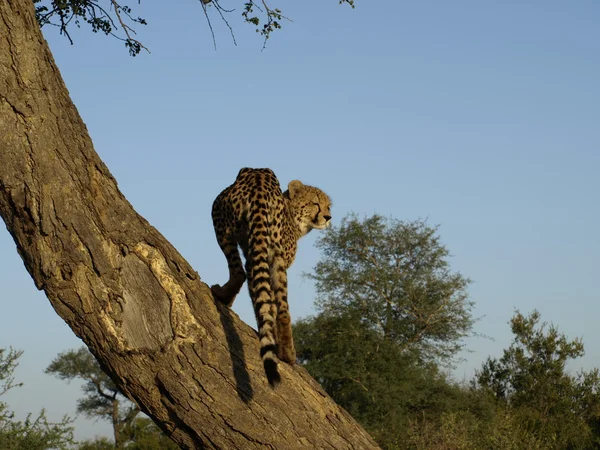 Cheetah i ett träd Stockbild