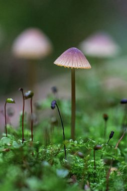 Çürük bir yosun üzerinde mini mantar.