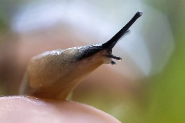 Mantarın üstünde boynuzlu sümüklü böcek.