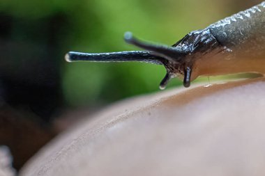 Mantarın üstünde boynuzlu sümüklü böcek.