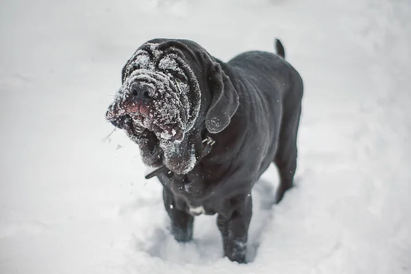Čistokrevný Neapolský Mastino Pes Hrající Sněhem — Stock fotografie