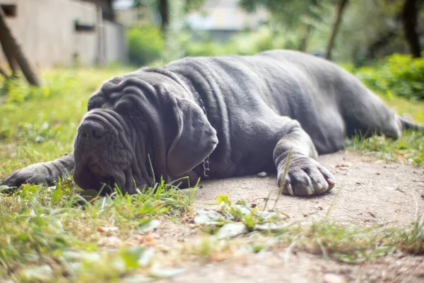 Renrasiga Napolitanska Mastino Hund — Stockfoto