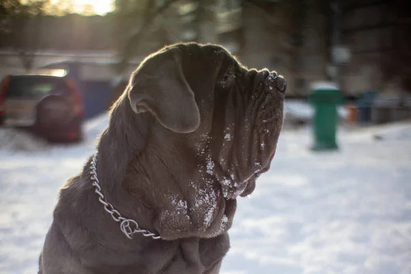 純血種のナポリのマスティノ犬が雪と遊ぶ — ストック写真