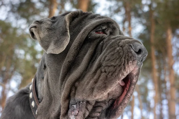 Renrasiga Napolitanska Mastino Hund Närbild Huvud — Stockfoto