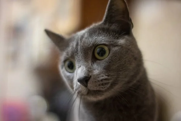 Puro Russo Azul Gato Dentro Casa — Fotografia de Stock