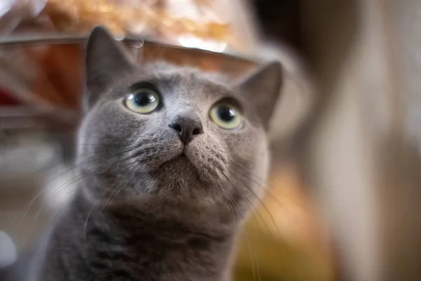 Καθαρόαιμη Ρωσική Μπλε Γάτα Εσωτερικούς Χώρους — Φωτογραφία Αρχείου