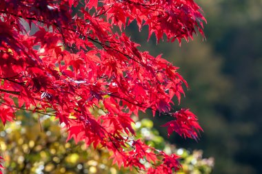 Kırmızı sonbahar yaprakları