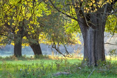 erken sonbahar ağacı