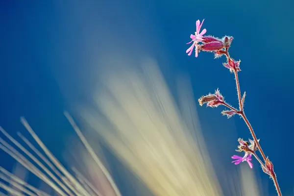 麦畑でピンクの花 — ストック写真