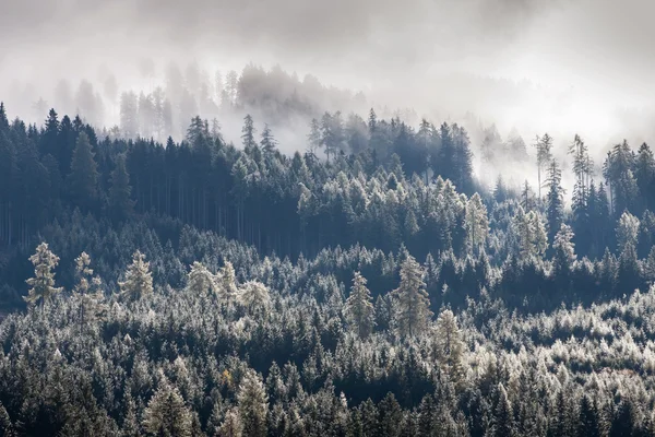 Srebrny las sosnowy — Zdjęcie stockowe