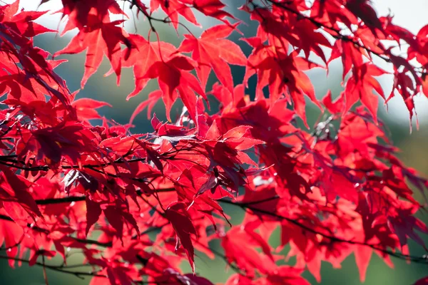 Rote Herbstblätter — Stockfoto