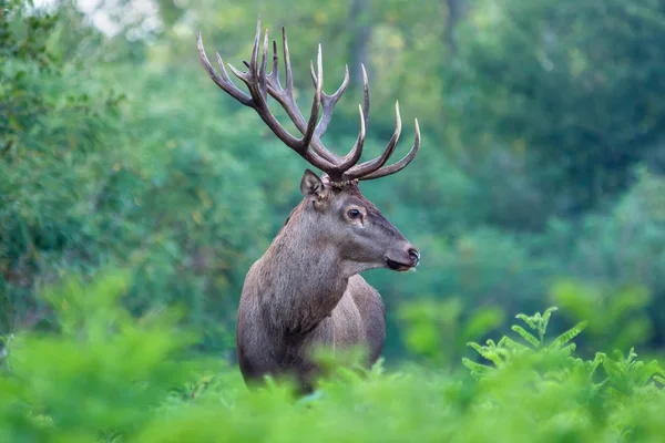 Red deer stag — Stock Photo, Image