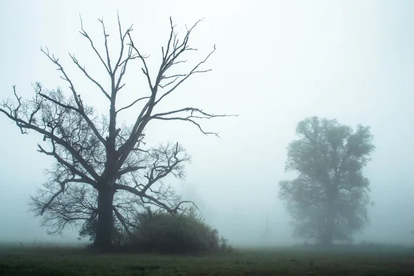 霧の朝 — ストック写真
