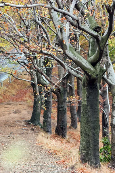 Autumn drzewa — Zdjęcie stockowe