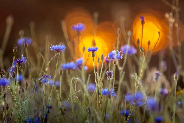 Blooming cornflower — Stock Photo, Image