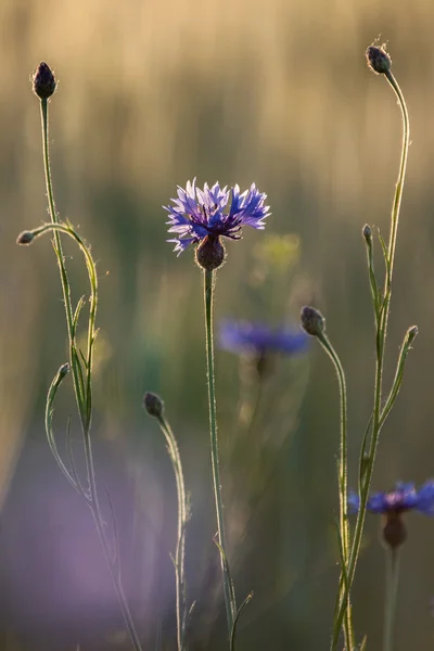 Blooming cornflower — Stock Photo, Image