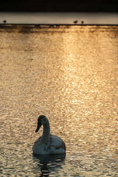 Swan on lake during winter sunrise — Stock Photo, Image