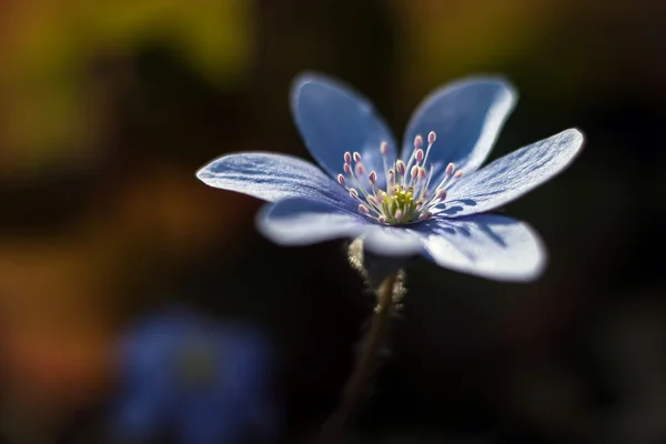 Fiore blu — Foto Stock