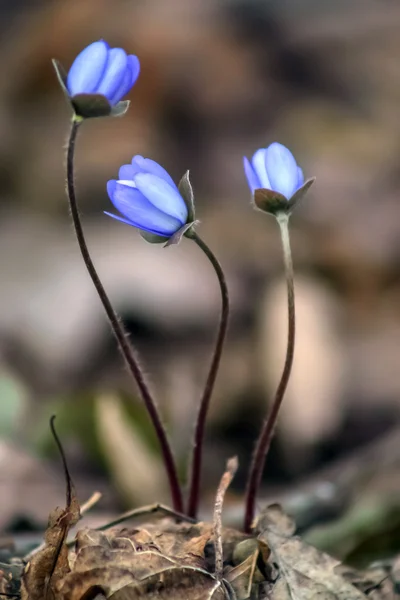 Blue flowers — Stock Photo, Image