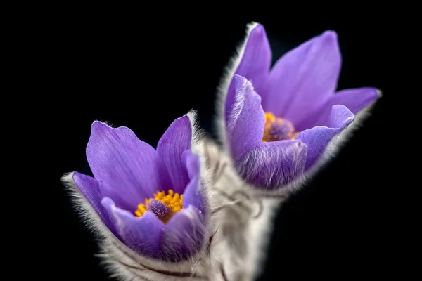 Pasque flower. — Stock Photo, Image