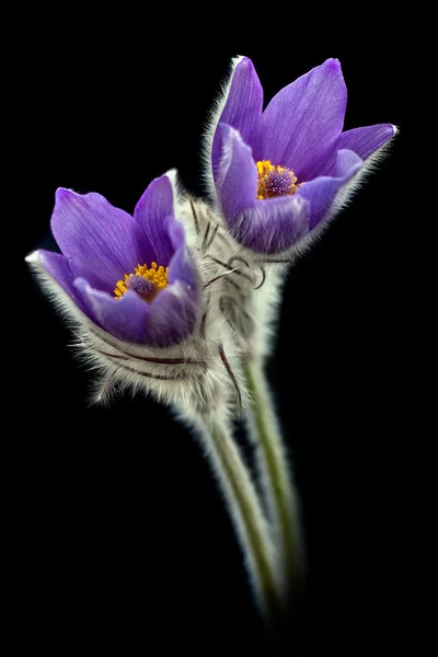 オキナグサ花. — ストック写真