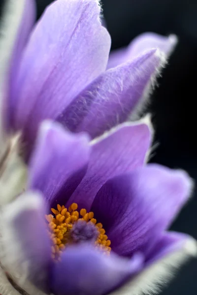 Pasque flower. — Stock Photo, Image