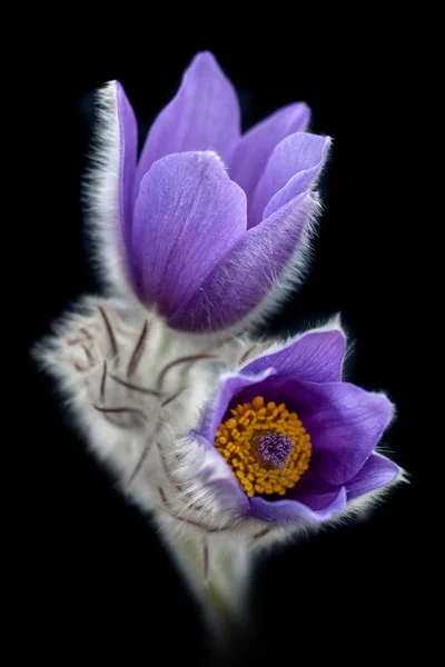 Pasque flower. — Stock Photo, Image