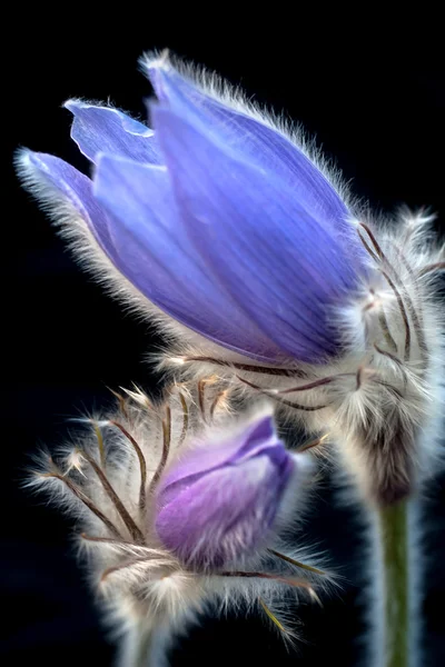 Pasque flower. — Stock Photo, Image