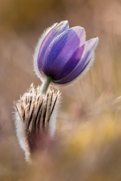 Spring pasque flower. — Stock Photo, Image