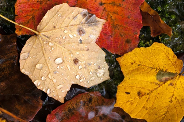 Herbstblätter mit Regentropfen. — Stockfoto