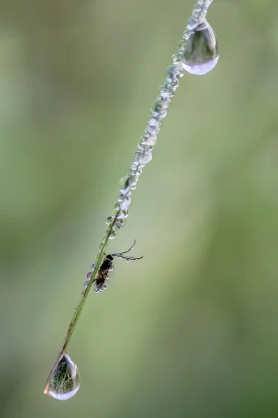 Dewdrops와 곤충. — 스톡 사진