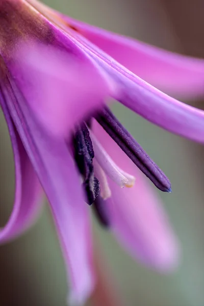 Erythronium dens-canis. — Stock Photo, Image