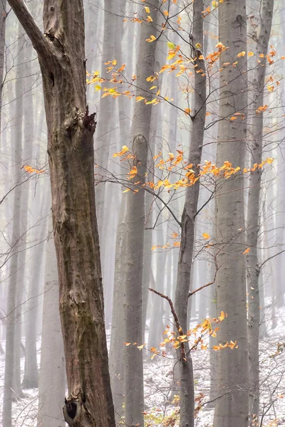 Foggy forrest with autumn leaves — Stock Photo, Image