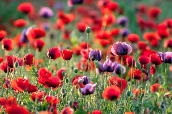 Poppies field — Stock Photo, Image