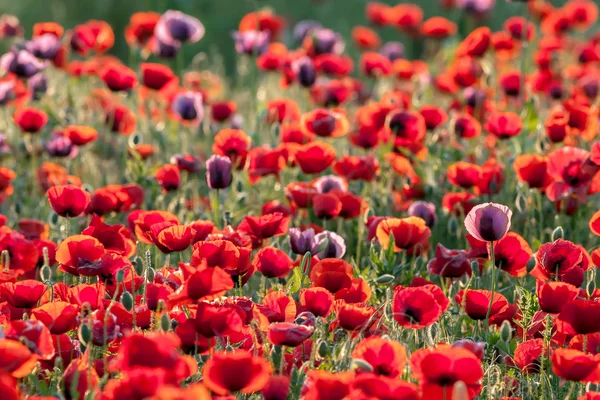 Poppies field — Stock Photo, Image