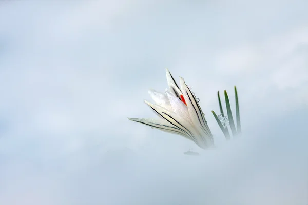Crocus flower in the snow — Stock Photo, Image
