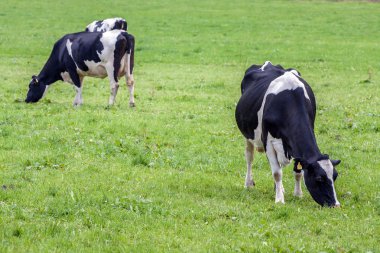 Alpen inek yeşil çayır üzerinde