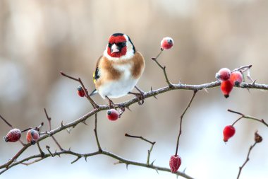 European Goldfinch with frozen red rose hips clipart