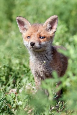 Kızıl tilki yavrusu.