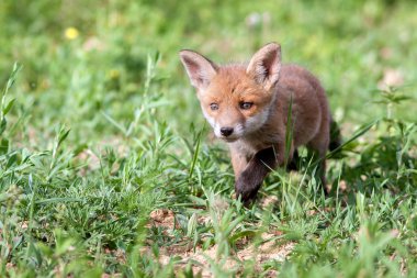 Kızıl tilki yavrusu.