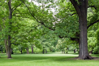 Büyük ağaçlar ile Park.