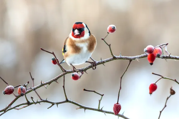 Goldfinch Europeu com quadris de rosa vermelha congelados — Fotografia de Stock