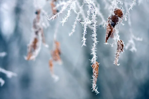 Hoarfrost on leaves and twig — Stock Photo, Image