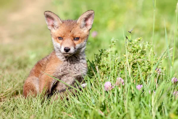 Red fox cub. — Stock Photo, Image