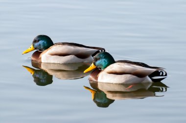 Gölde iki ördek var.