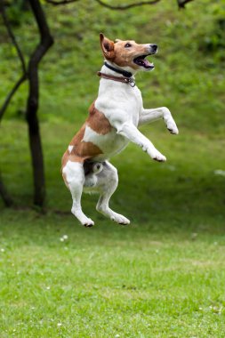 havayı içine köpek git
