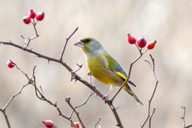 European greenfinch with red rose hips clipart