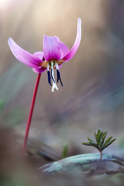 Erythronium dens-canis — Stock Photo, Image