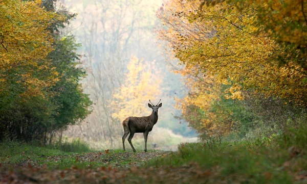 Молодой красный олень на осеннем фоне — стоковое фото
