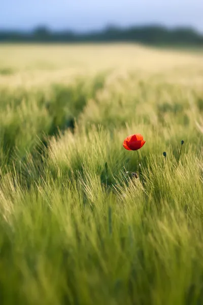 Red poppies — Stock Photo, Image